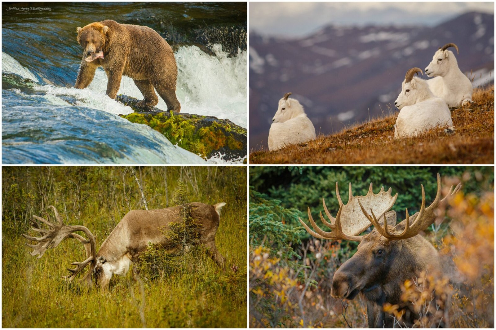 Wildlife Encounters in Alaska